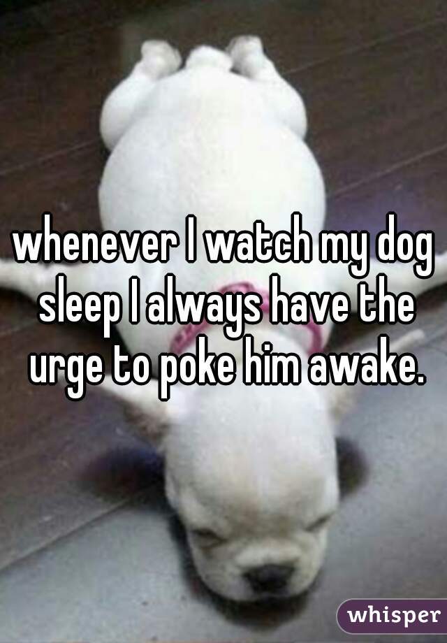 whenever I watch my dog sleep I always have the urge to poke him awake.