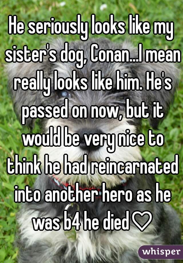 He seriously looks like my sister's dog, Conan...I mean really looks like him. He's passed on now, but it would be very nice to think he had reincarnated into another hero as he was b4 he died♡