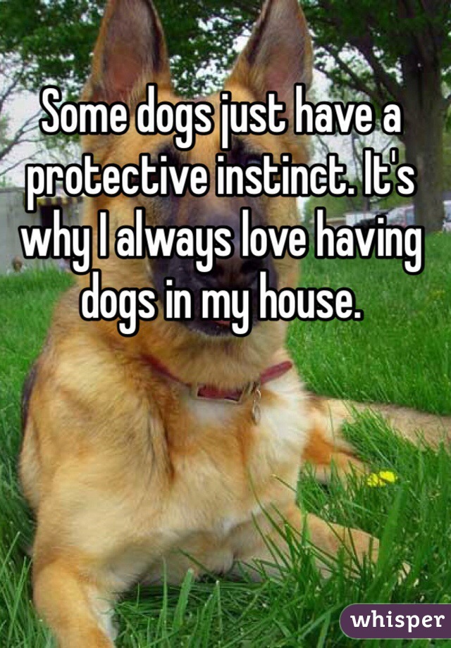 Some dogs just have a protective instinct. It's why I always love having dogs in my house.