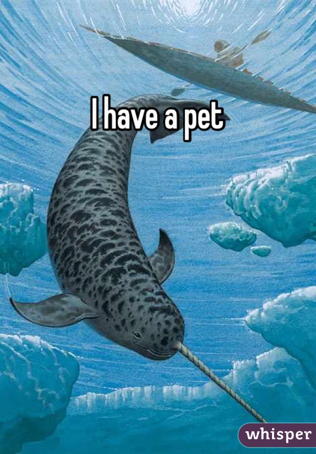 I have a pet