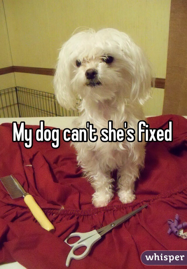 My dog can't she's fixed 