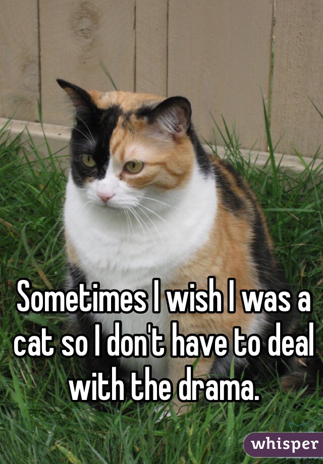 Sometimes I wish I was a cat so I don't have to deal with the drama.
