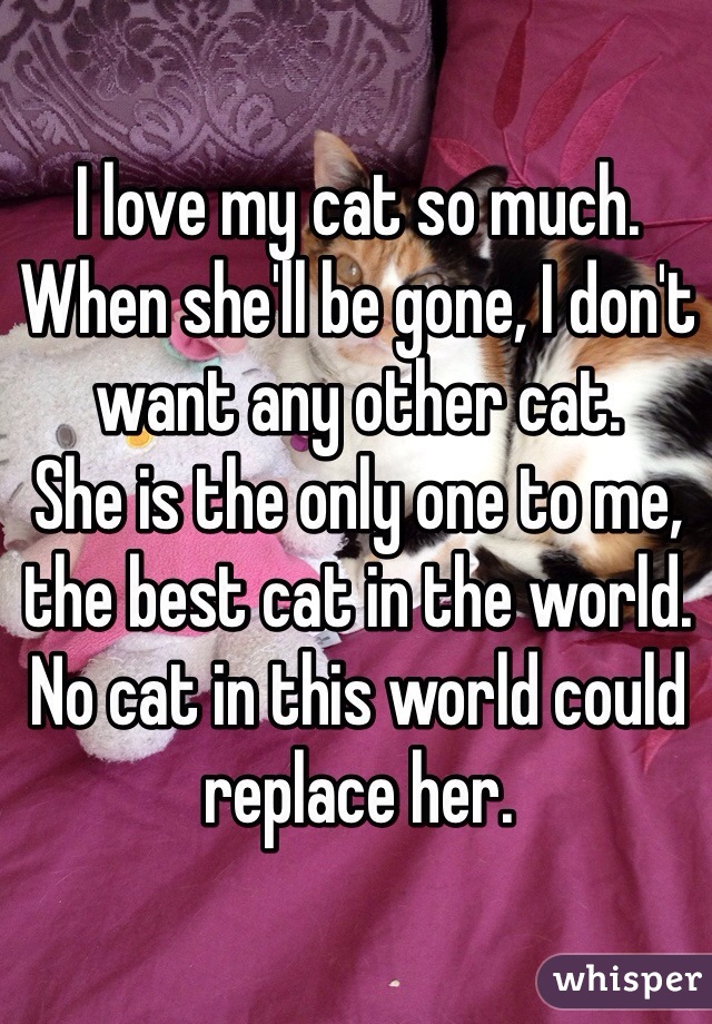 I love my cat so much.
When she'll be gone, I don't want any other cat.
She is the only one to me, the best cat in the world.
No cat in this world could replace her.