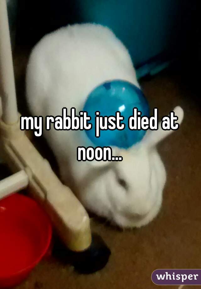 my rabbit just died at noon... 