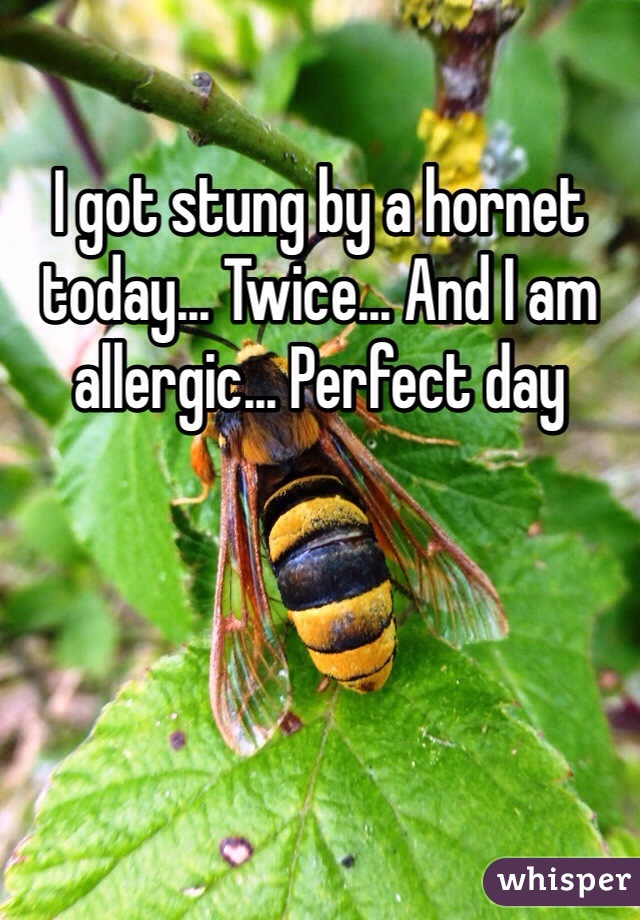 I got stung by a hornet today... Twice... And I am allergic... Perfect day