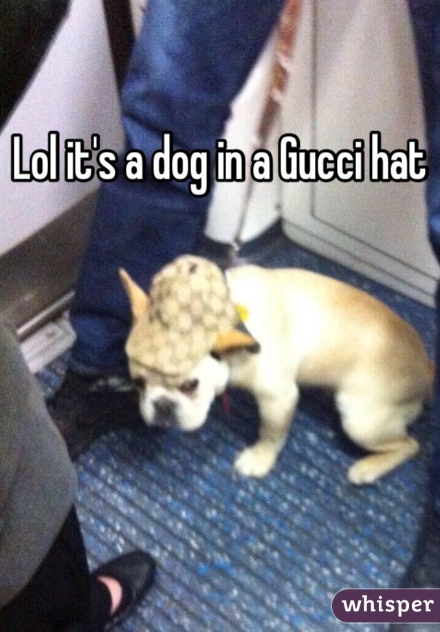 Lol it's a dog in a Gucci hat