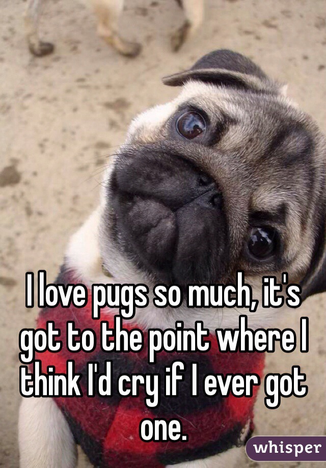 I love pugs so much, it's got to the point where I think I'd cry if I ever got one. 