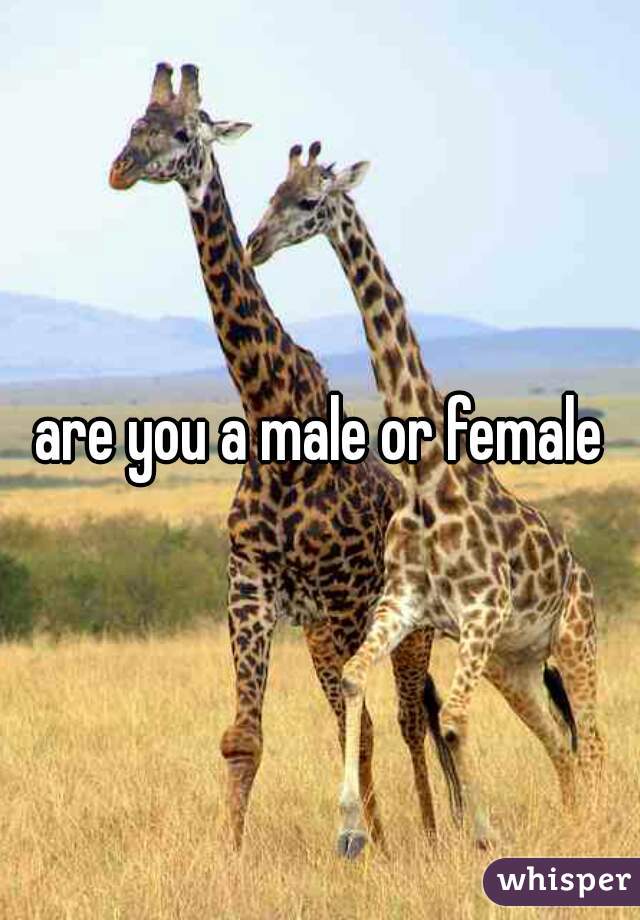 are you a male or female