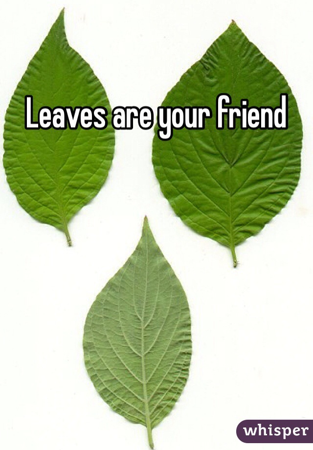Leaves are your friend