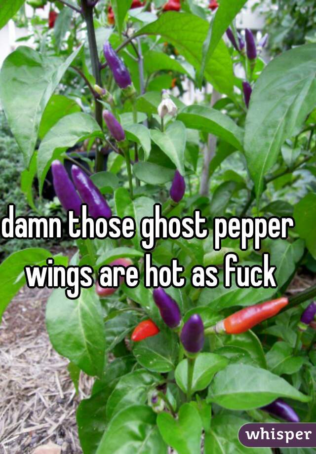 damn those ghost pepper wings are hot as fuck