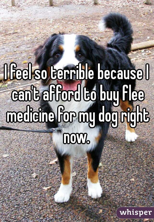 I feel so terrible because I can't afford to buy flee medicine for my dog right now. 