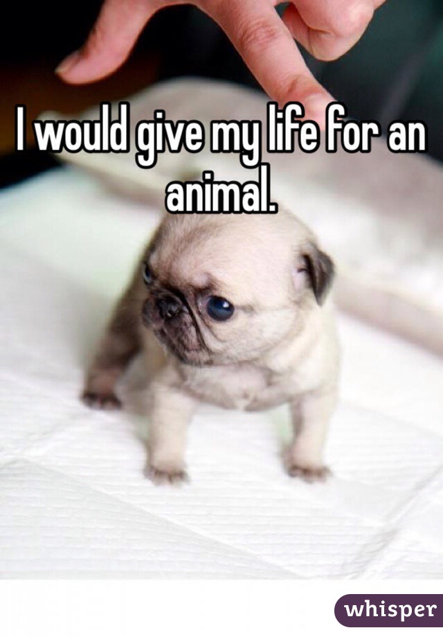 I would give my life for an animal. 