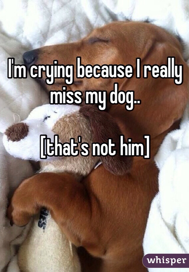 I'm crying because I really miss my dog.. 

[that's not him]