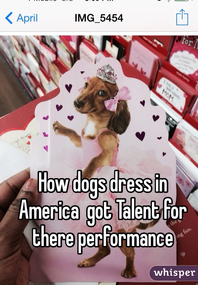 How dogs dress in America  got Talent for there performance 

