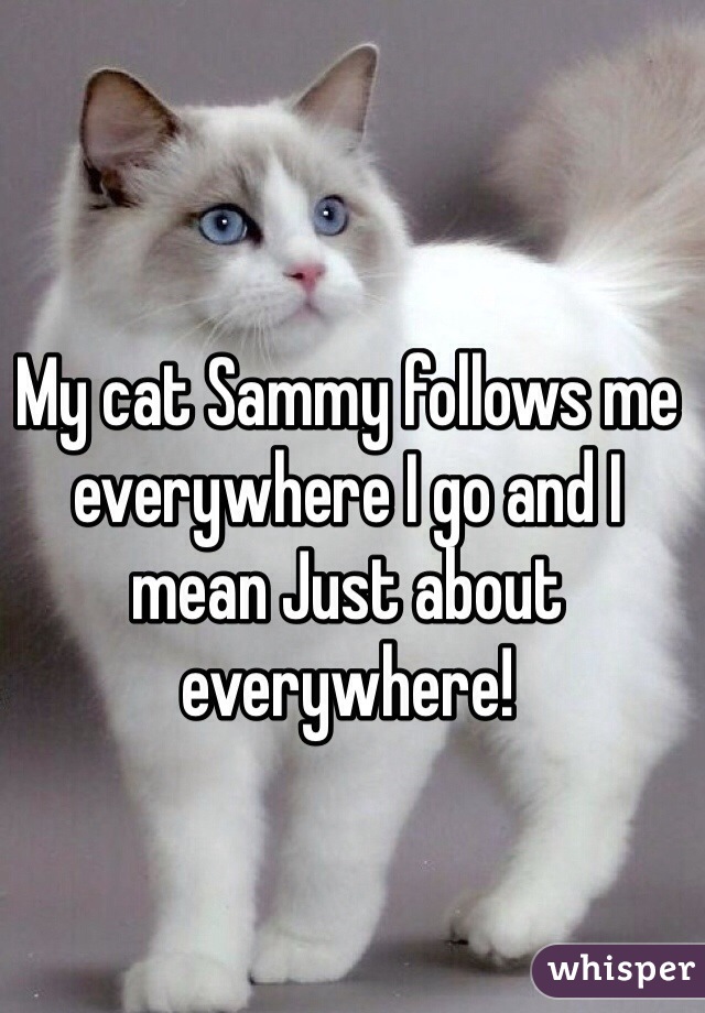 My cat Sammy follows me everywhere I go and I mean Just about everywhere!