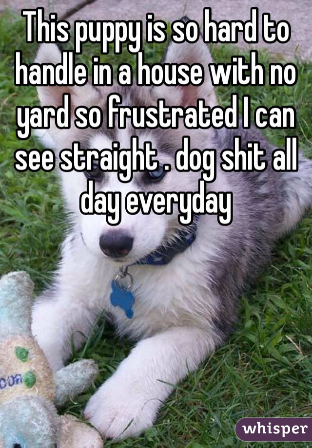 This puppy is so hard to handle in a house with no yard so frustrated I can see straight . dog shit all day everyday 