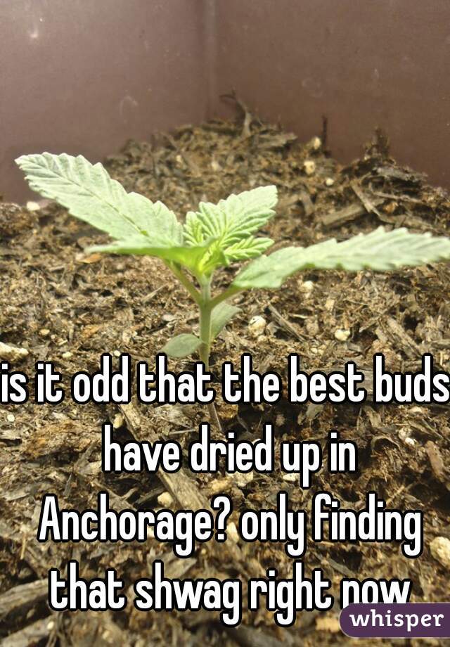 is it odd that the best buds have dried up in Anchorage? only finding that shwag right now