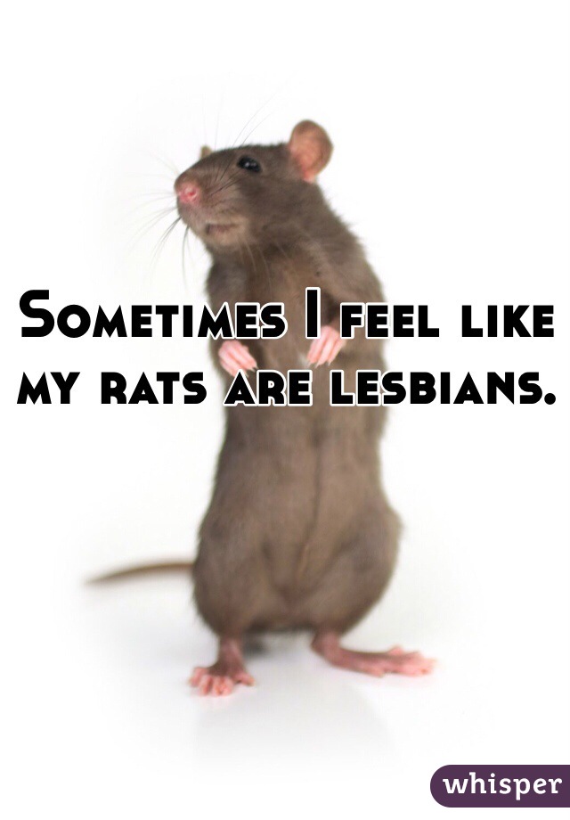 Sometimes I feel like my rats are lesbians.