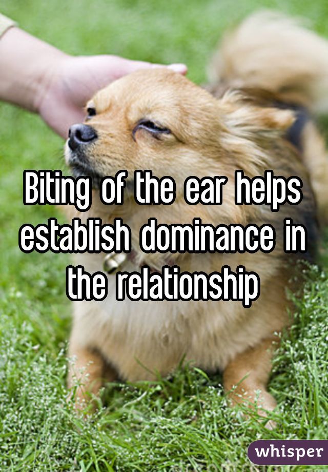 Biting of the ear helps establish dominance in the relationship