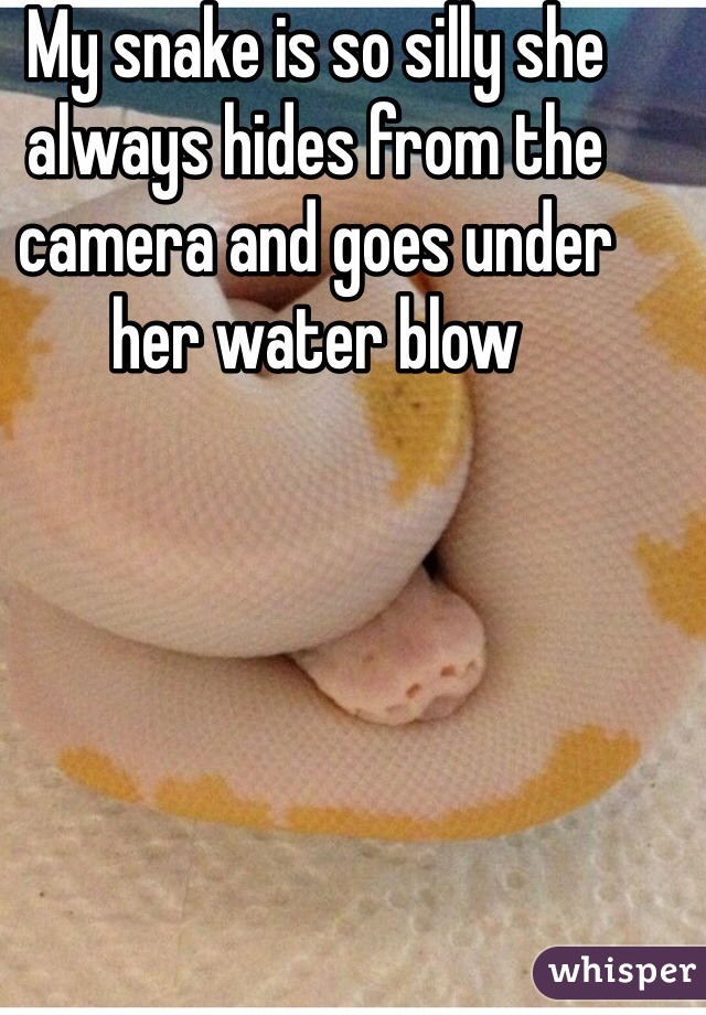 My snake is so silly she always hides from the camera and goes under her water blow 