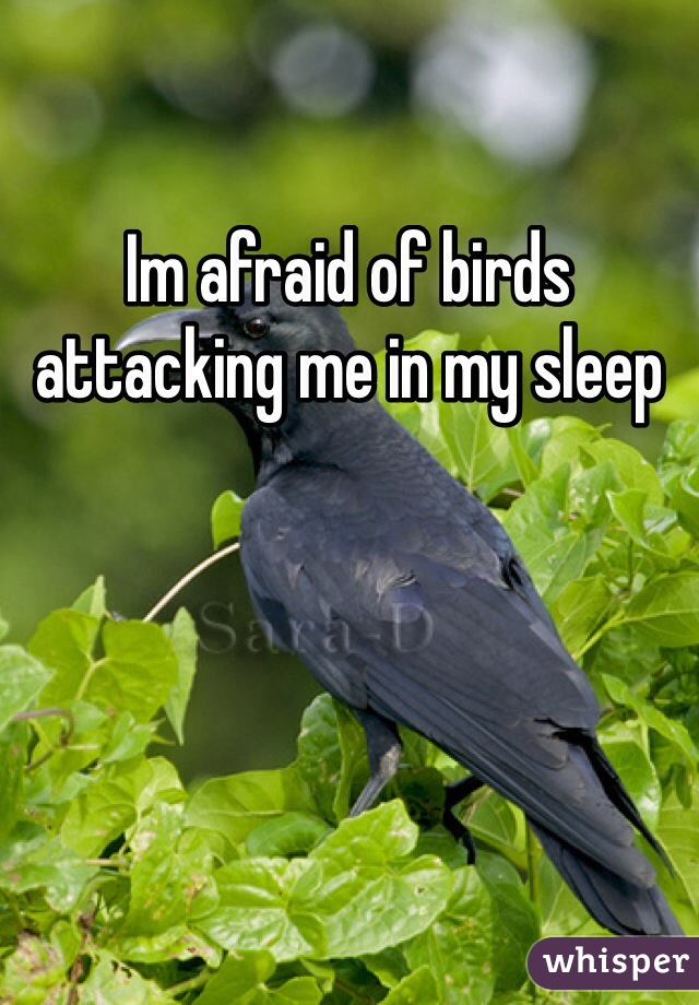 Im afraid of birds attacking me in my sleep