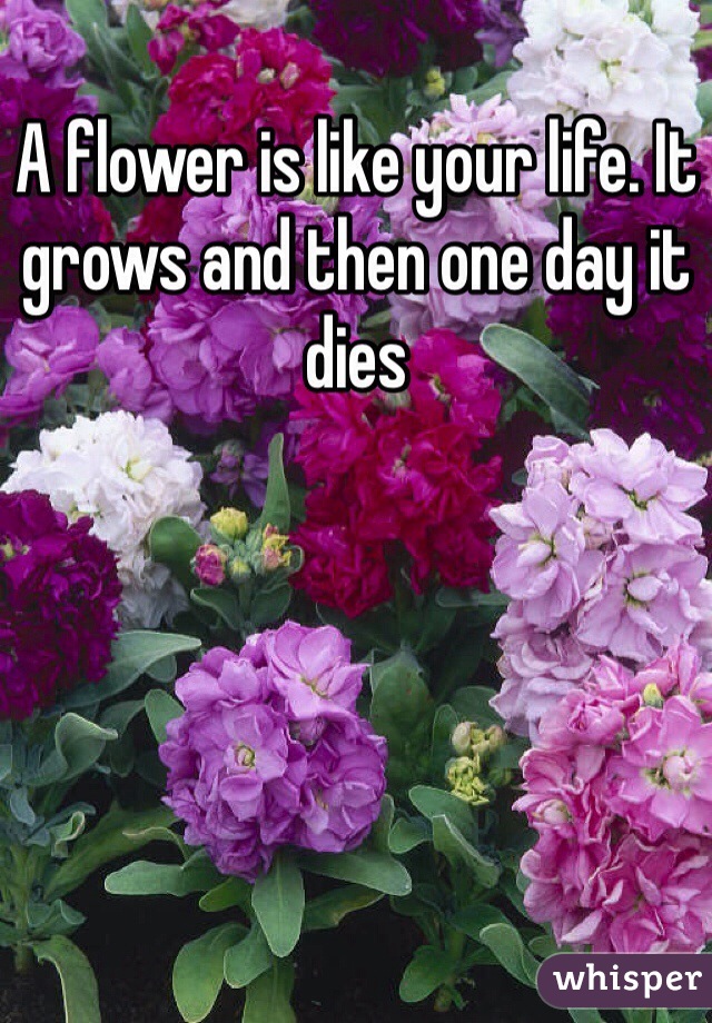 A flower is like your life. It grows and then one day it dies