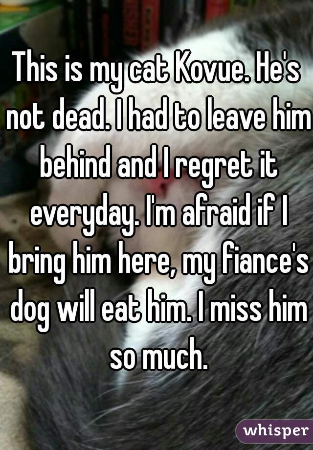 This is my cat Kovue. He's not dead. I had to leave him behind and I regret it everyday. I'm afraid if I bring him here, my fiance's dog will eat him. I miss him so much.