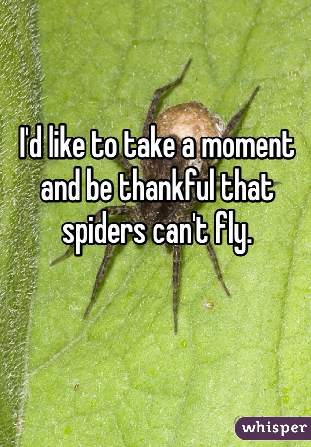 I'd like to take a moment and be thankful that spiders can't fly.