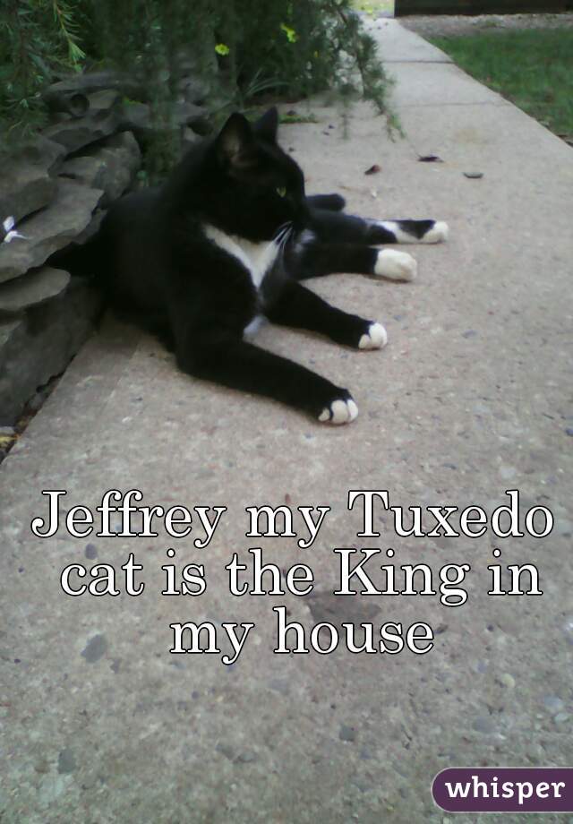 Jeffrey my Tuxedo cat is the King in my house