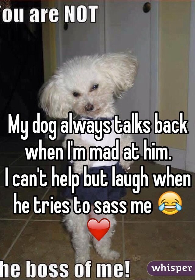 My dog always talks back when I'm mad at him. 
I can't help but laugh when he tries to sass me 😂❤️