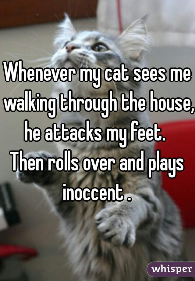 Whenever my cat sees me walking through the house, he attacks my feet.  
Then rolls over and plays inoccent . 