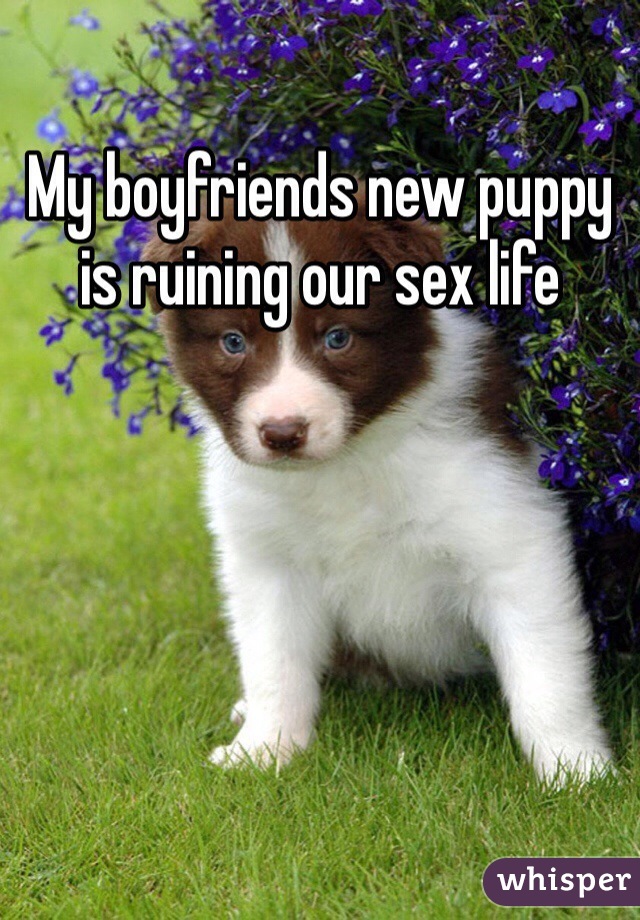 My boyfriends new puppy is ruining our sex life 