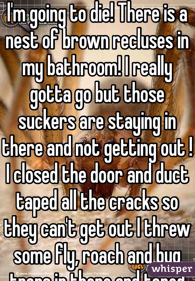 I'm going to die! There is a nest of brown recluses in my bathroom! I really gotta go but those suckers are staying in there and not getting out ! I closed the door and duct taped all the cracks so they can't get out I threw some fly, roach and bug traps in there and taped the handle down on a can of rid and to make a spider killing bomb! Do u think it will work? 