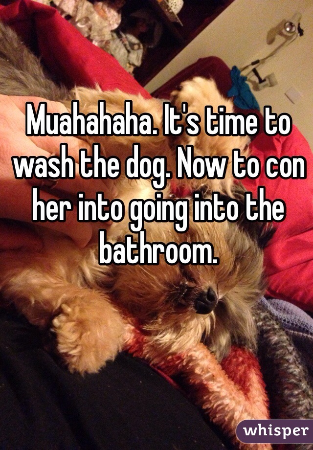 Muahahaha. It's time to wash the dog. Now to con her into going into the bathroom. 