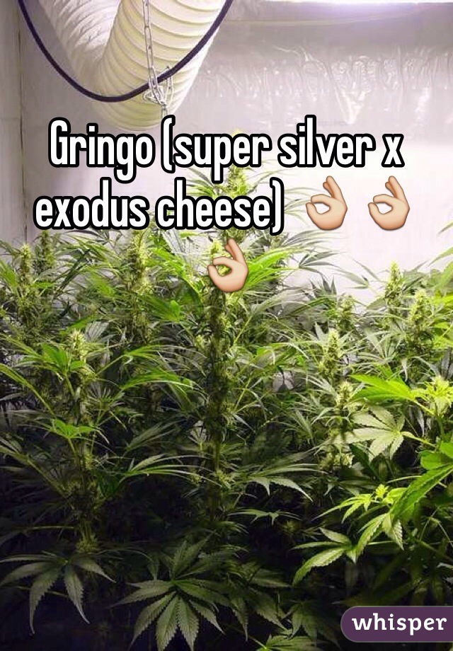 Gringo (super silver x exodus cheese) 👌👌👌