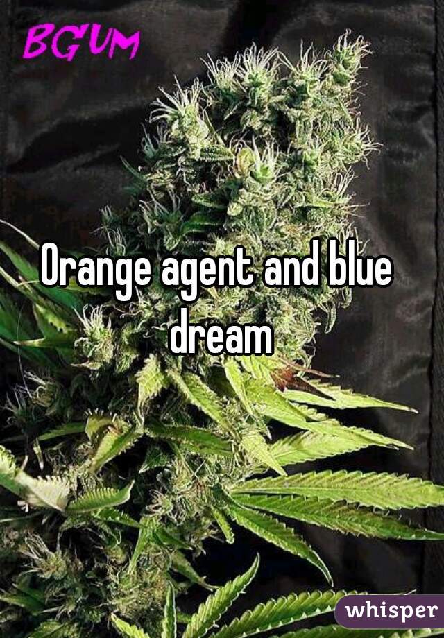 Orange agent and blue 
dream