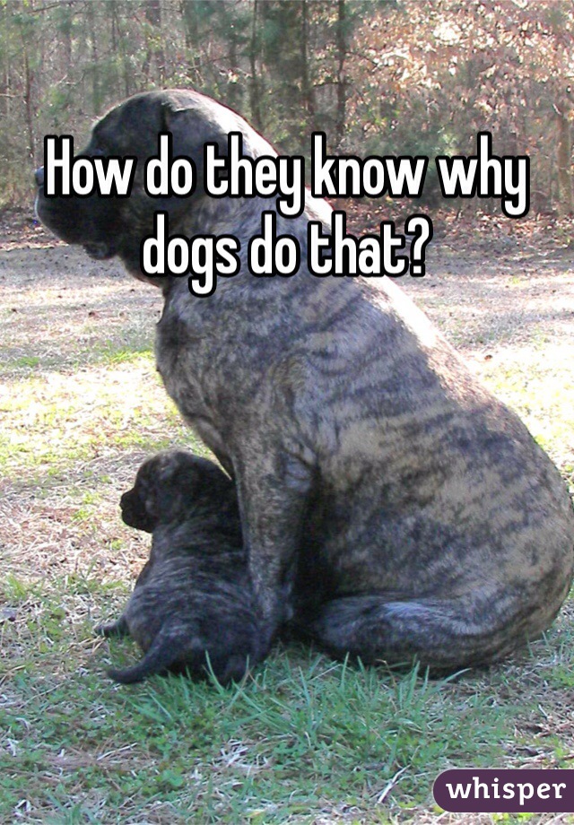 How do they know why dogs do that?