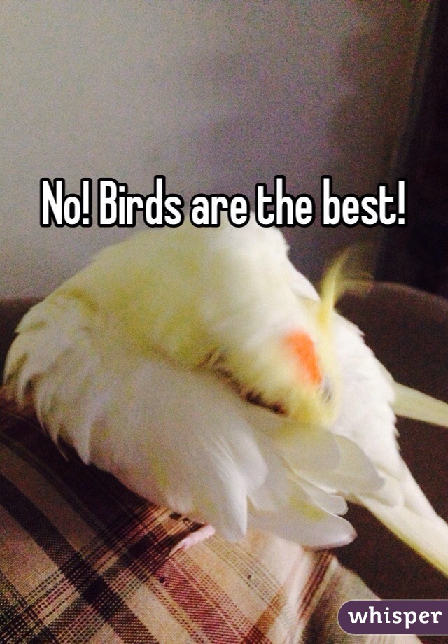 No! Birds are the best!