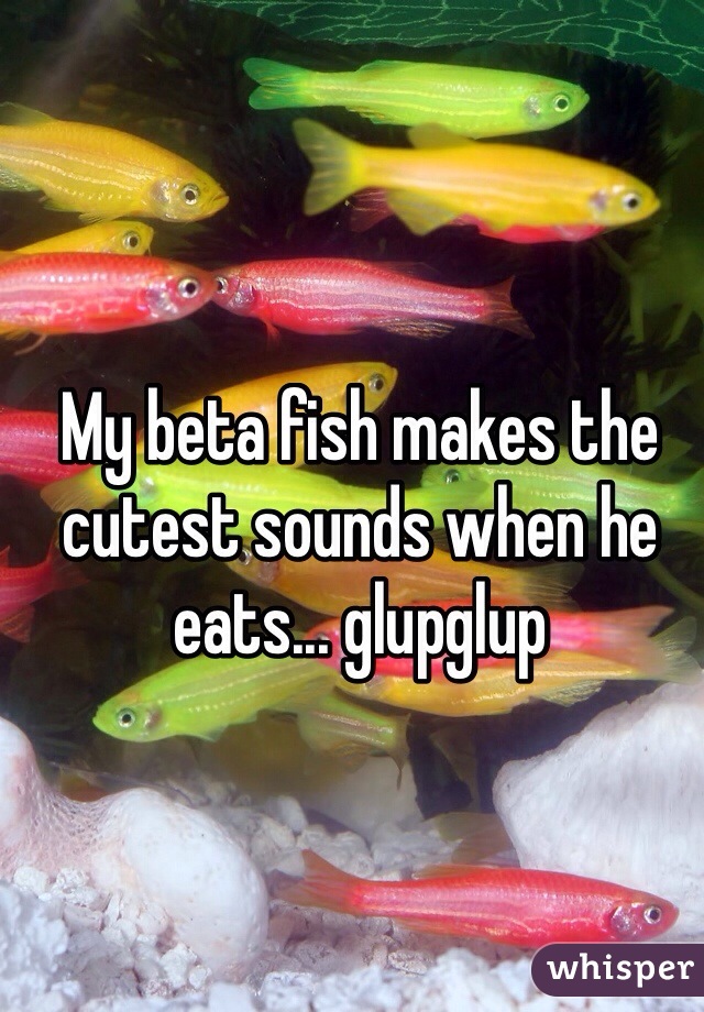 My beta fish makes the cutest sounds when he eats... glupglup