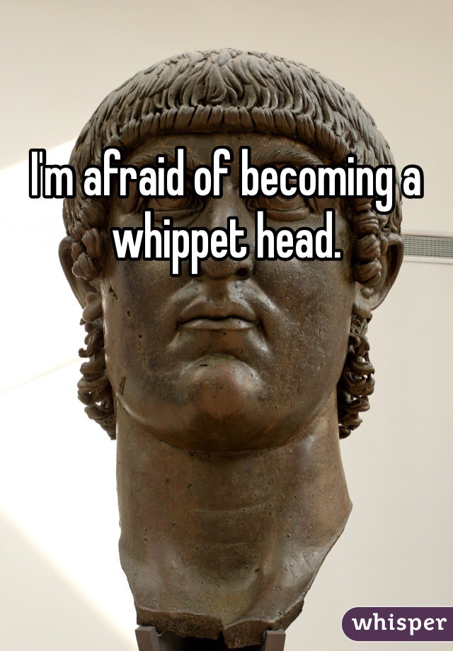 I'm afraid of becoming a whippet head.
