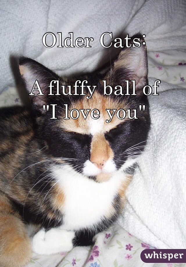 Older Cats:

A fluffy ball of
"I love you"