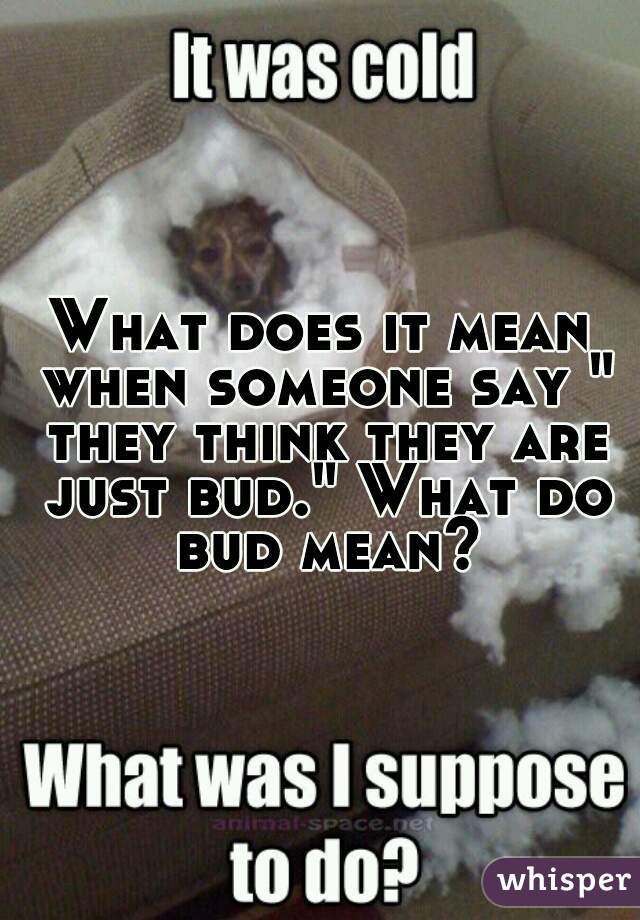 What does it mean when someone say " they think they are just bud." What do bud mean?