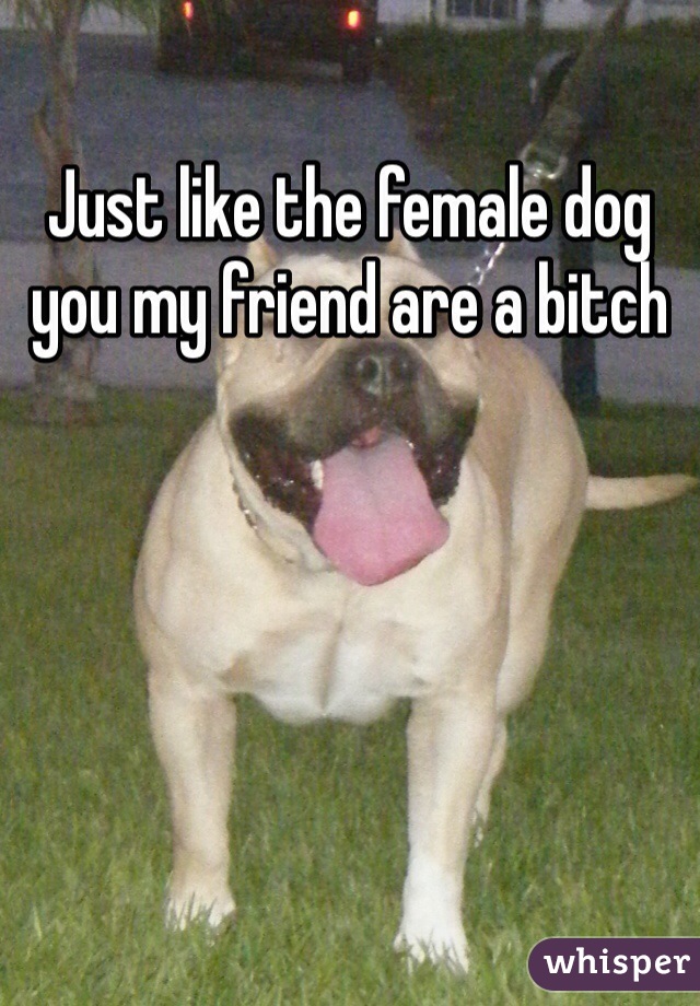 Just like the female dog you my friend are a bitch
