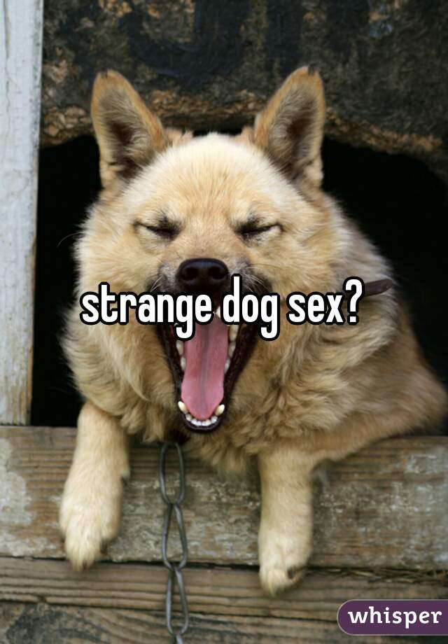 strange dog sex?