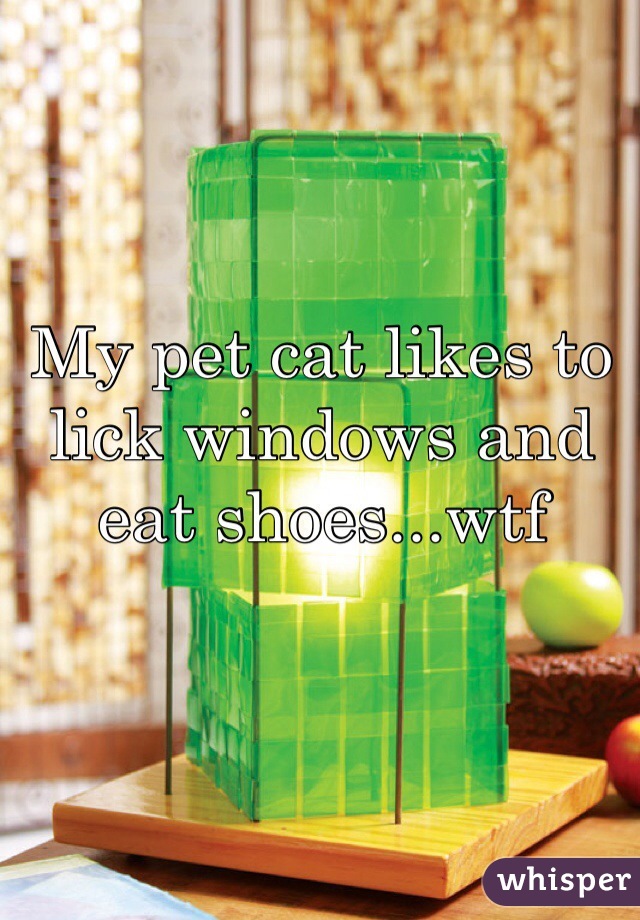 My pet cat likes to lick windows and eat shoes...wtf