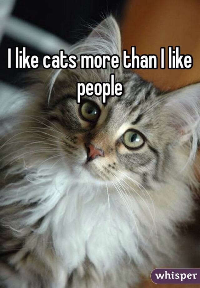 I like cats more than I like people 