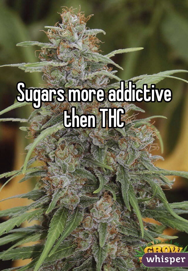 Sugars more addictive then THC 