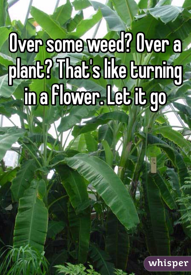 Over some weed? Over a plant? That's like turning in a flower. Let it go 