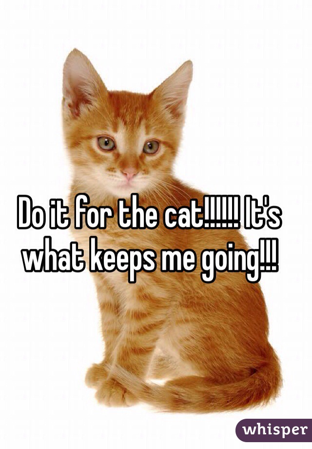 Do it for the cat!!!!!! It's what keeps me going!!!