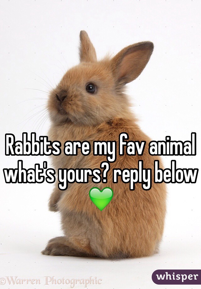 Rabbits are my fav animal what's yours? reply below 💚
